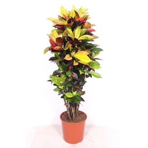 Codiaeum var. KL 'Mrs Iceton'