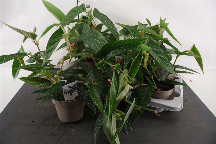 <h4>Bladbegonia 14 Cm. P. Maculata Wightii</h4>