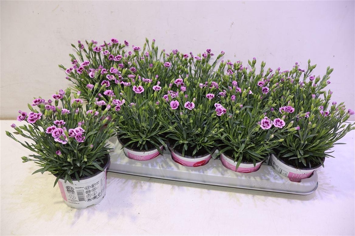 <h4>arr8 Dian Di Pink Kisses</h4>