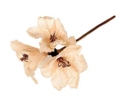 <h4>Stem Amaryllis L65</h4>