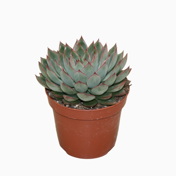 <h4>Echeveria Sagita</h4>