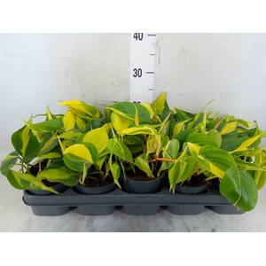 Philodendron scand. 'Brasil'
