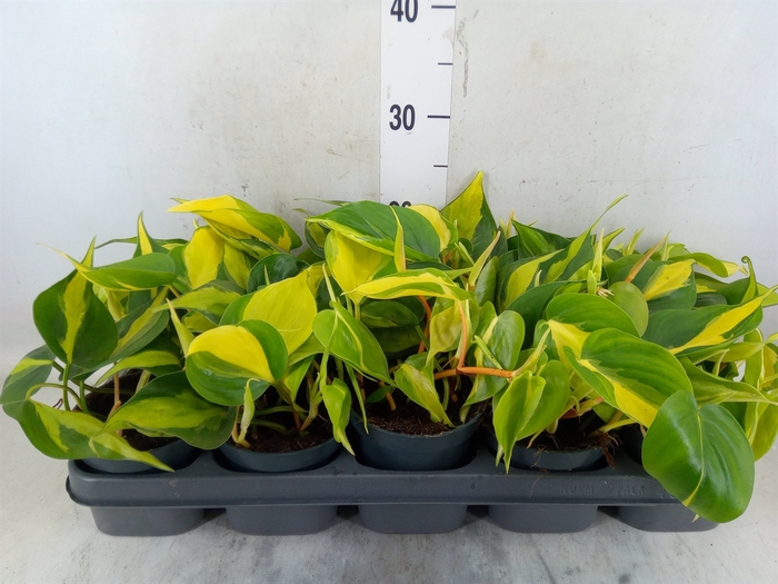 <h4>Philodendron scand. 'Brasil'</h4>