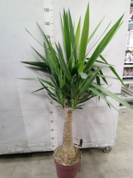 <h4>Yucca elephantipes   ...</h4>