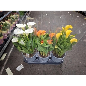 Zantedeschia gemengd