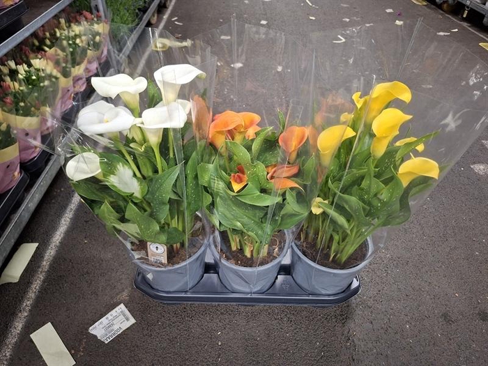 <h4>Zantedeschia gemengd</h4>