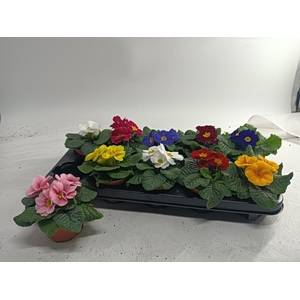 PRIM AC PARADISO GEM