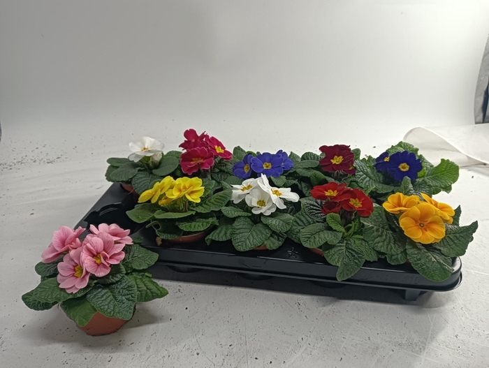 <h4>PRIM AC PARADISO GEM</h4>