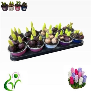 Hyacinthus Gemengd 3pp Colourpot