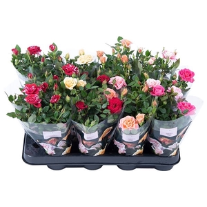 Nolina Roses Ø 7 cm. Mix