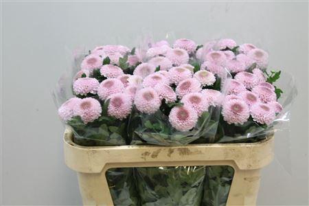 <h4>Chr G Momoko</h4>