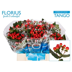 Hyp Coco Tango