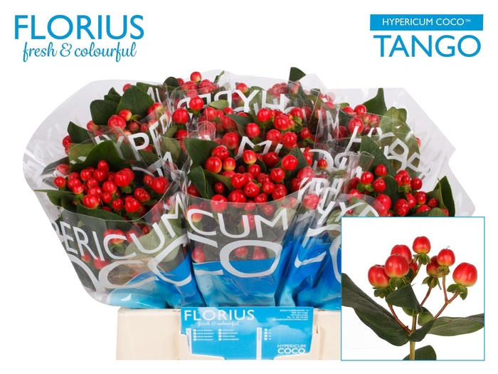 <h4>Hyp Coco Tango</h4>