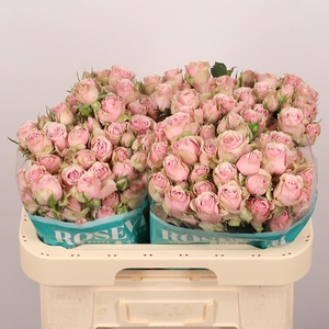 R TR HISTORY ROSEVER