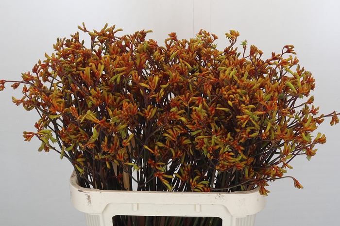 <h4>Kangaroo Paw Bush Sunset</h4>