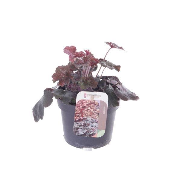 <h4>Heuchera micr. Palace Purple</h4>