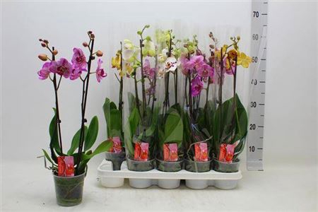 Phal Gem