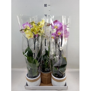 Phalaenopsis   ...mix