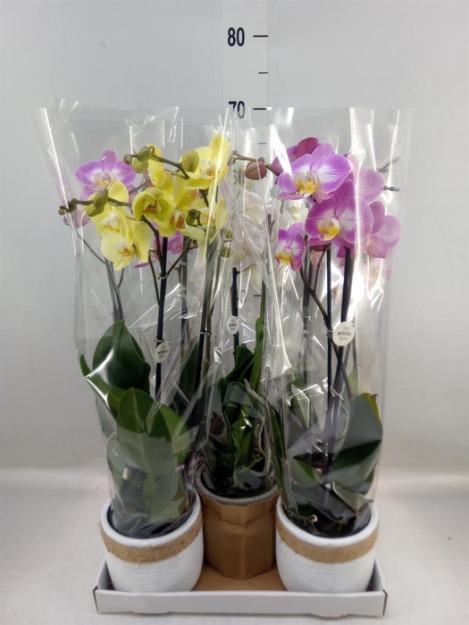 <h4>Phalaenopsis ...mix</h4>