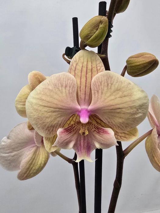 <h4>Limited 62 week 8</h4>