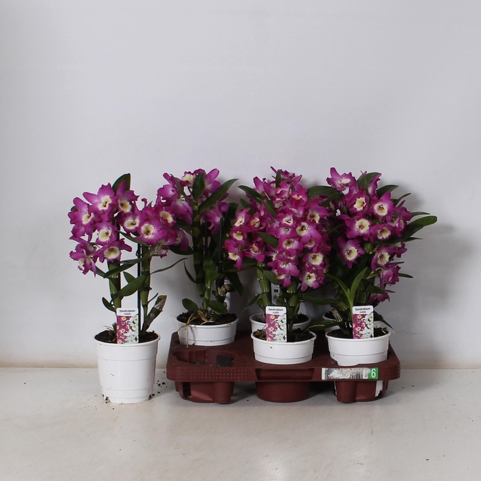 <h4>DEND NOBILE</h4>