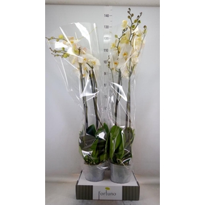 Phalaenopsis   ...white