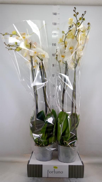 <h4>Phalaenopsis ...white</h4>