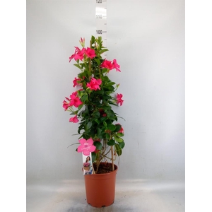 Mandevilla sand. 'SumStar Pink'