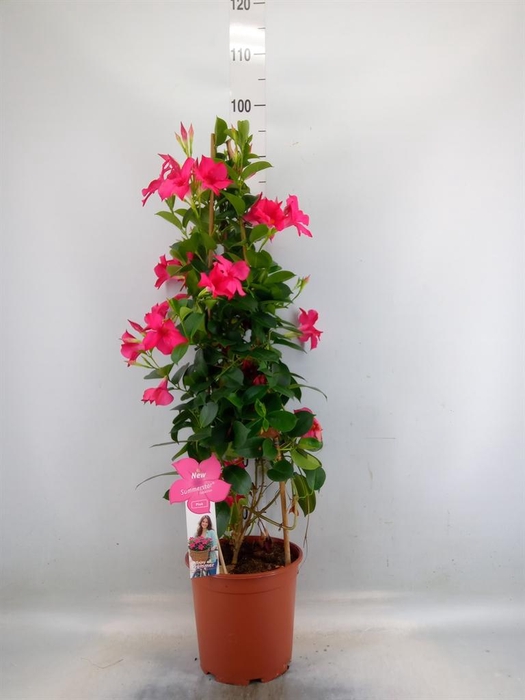 <h4>Mandevilla sand. 'SumStar Pink'</h4>