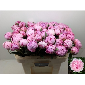 PAEO L SARA BERNHARD