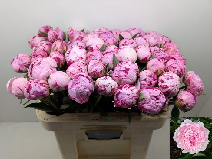 <h4>PAEO L SARA BERNHARD</h4>