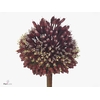 ALLIUM RED MOHICAN