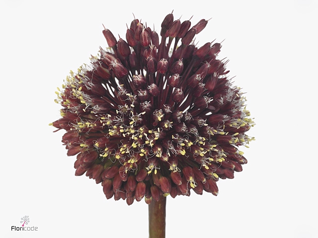 Allium Red Mohican