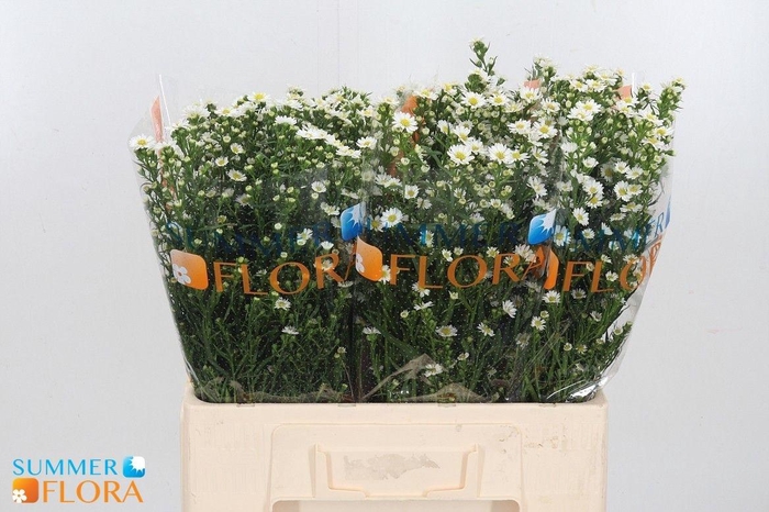 <h4>AST PAQUITA</h4>