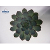 Echeveria Pulidonis Grey Cutflower Wincx-5cm