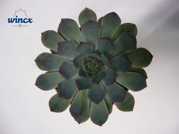 <h4>Echeveria Pulidonis Grey Cutflower Wincx-5cm</h4>