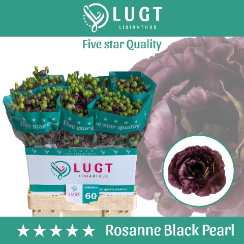 <h4>Lisianthus Rosanne Black Pearl</h4>