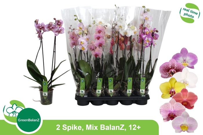 <h4>Phal Gem 2 tak</h4>