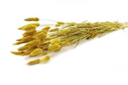 Dried Lagurus Yellow Bunch
