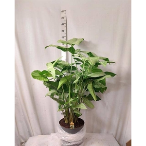 PLANTEN OV