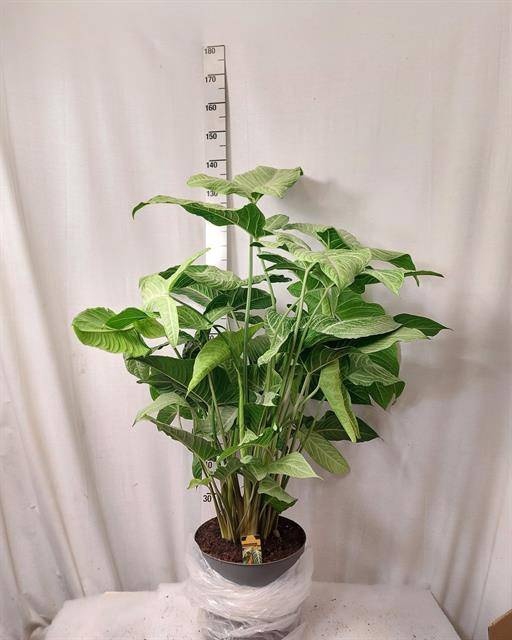 <h4>PLANTEN OV</h4>