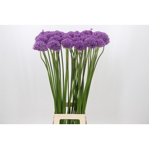 Allium Gladiator