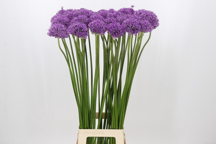 <h4>Allium Gladiator</h4>