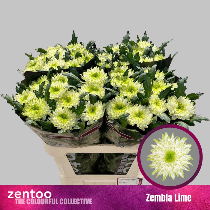 <h4>CHR G ZEMBLA LIME</h4>