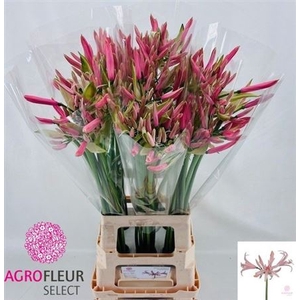 Nerine Elegance Casandra