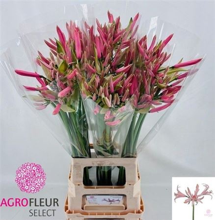 <h4>Nerine Elegance Casandra</h4>