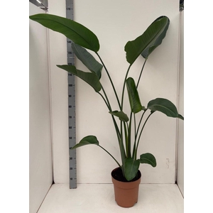 STRELITZIA NICOLAI