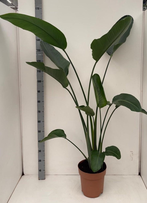 <h4>STRELITZIA NICOLAI</h4>