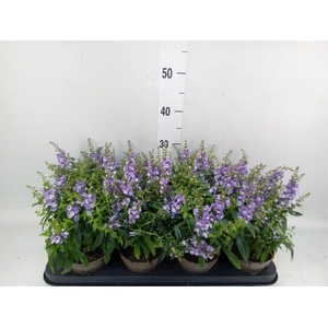 Angelonia  'Serena Purple'