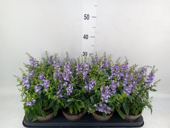 <h4>Angelonia  'Serena Purple'</h4>